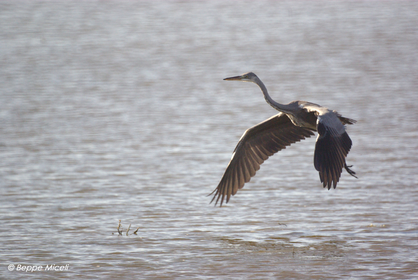 Egretta garzetta - Garzette in caccia